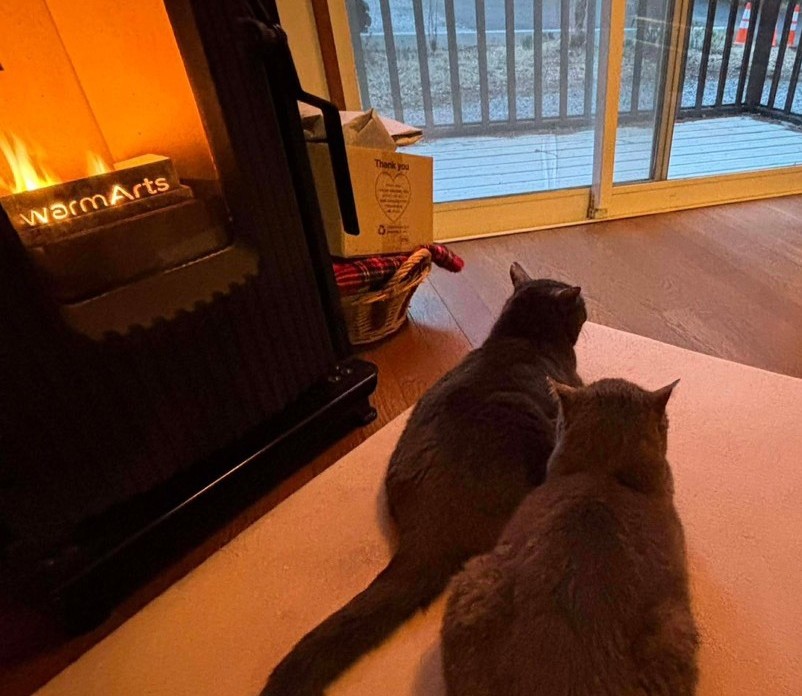 WarmArtsペレットストーブの前で暖まる猫2匹